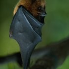 Cómo identificar excrementos de murciélago