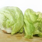 lettuce on kitchen board.