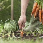 El mejor fertilizante para zanahorias
