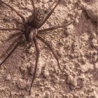 Brown Recluse Spider on white background with shadow