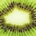 Cómo podar una planta de kiwi