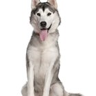 Cómo enseñarle a un husky siberiano a dónde hacer sus necesidades