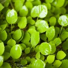 Diferenças entre a fotossíntese de uma planta e a de uma bactéria