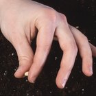 ¿Cómo cultivar loroco?
