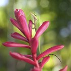 Os tipos de plantas que as lagartixas gostam