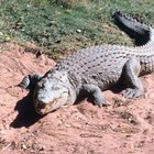 Como diferenciar um crocodilo macho de um fêmea