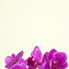 ¿Qué flores combinan con las orquídeas para arreglos florales?