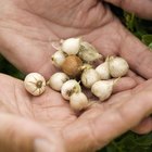 Cuál es la diferencia entre las cebollas perla y las de piel plateada