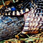 Tipos de serpientes negras y amarillas 