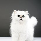Gatos: como saber se tenho um albino? 