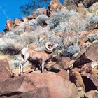 Senderismo en Topock, Arizona