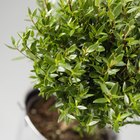 Cómo detener el crecimiento de moho en las plantas de interior
