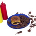 Precauciones que se deben tomar con el veneno para cucarachas
