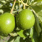 Como saber se o abacateiro vai dar fruta