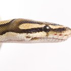 Cómo identificar a las serpientes en Texas