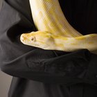 ¿Qué es una serpiente amarilla?