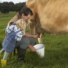Técnicas manuales para ordeñar una vaca
