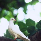 Cómo tratar los piojos en las palomas