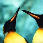 As diferenças entre o pinguim-imperador macho e fêmea
