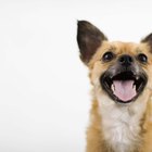 Como determinar quando o cachorro estar ofegante é um mau sinal
