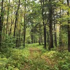 Excursionismo en Old Forge, New York