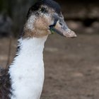 How to Tell the Difference Between a Boy & a Girl Runner Duck