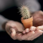 ¿Con qué frecuencia necesitas regar un cactus bebé?
