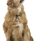 Quais são as causas e o tratamento para baixa contagem de albumina e globulina em cachorros?