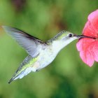 La relación entre los colibríes y las flores
