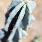 Cómo salvar un cactus podrido