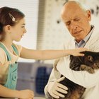 Tratamentos para níveis altos de ALT e AST em gatos