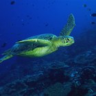¿Cómo respiran las tortugas debajo del agua?