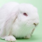 Os coelhos têm mais quedas de pelo quando vivem dentro de casa? 