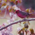 10 pájaros cantores para alegrar tu jardín