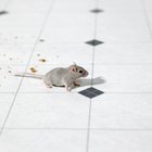 Especias que los ratones odian
