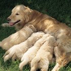 O que acontece quando uma cadela se reproduz com um dos seus filhos?