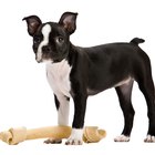 Alimentos recomendados para el Boston terrier 