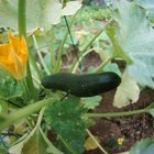 ¿Qué puede causar que las hojas de mi calabaza se vuelvan de color amarillo o tengan manchas blancas levantadas en sus tallos?