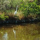 ¿Cuáles son diferentes ecosistemas?