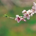 Como é o ciclo de vida de uma planta com flores?