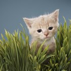 ¿Qué tipo de hierba debería plantar para mi gato doméstico?