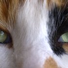 Tipos de cor de olhos dos gatos