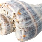 Close up of hands opening a crab shell
