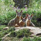 How to tell the difference between a male & female fox
