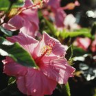 Remedio orgánico para combatir los ácaros en las plantas de hibisco