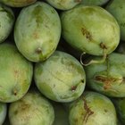 ¿Qué fertilizante debo usar cuando los mangos están floreciendo?