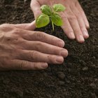 Las plagas de hongos que afectan a las plantas