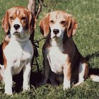 Defectos de nacimiento encontrados en los perros beagle