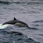 Tipos de peces que comen los delfines