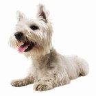 Cómo evitar que el Terrier tenga siempre las orejas paradas